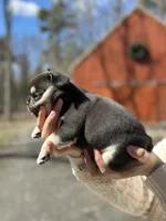 Shadow, a male French Bulldog for sale in Portland, ME – Photo 6 of 6