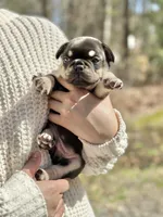 Shadow, a male French Bulldog for sale in Portland, ME – Photo 5 of 6