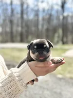 Shadow, a male French Bulldog for sale in Portland, ME – Photo 2 of 6