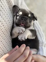 Shadow, a male French Bulldog for sale in Portland, ME – Photo 4 of 6