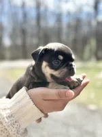 Shadow, a male French Bulldog for sale in Portland, ME – Photo 3 of 6