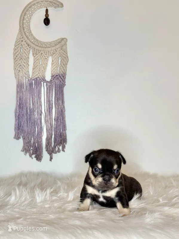 Shadow – French Bulldog puppy for sale in Portland, ME