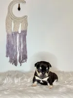 Shadow, a male French Bulldog for sale in Portland, ME – Photo 1 of 6