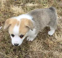 Candy cane, a female Cardigan Welsh Corgi and Pembroke Welsh Corgi for sale in Otis Orchards, WA – 3 of 4