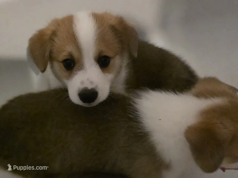 Chocolate  – Cardigan Welsh Corgi, Pembroke Welsh Corgi puppy for sale in Otis Orchards, WA