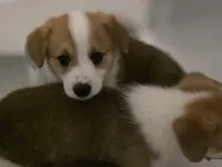 Chocolate , a male Cardigan Welsh Corgi and Pembroke Welsh Corgi for sale in Otis Orchards, WA – 1 of 2