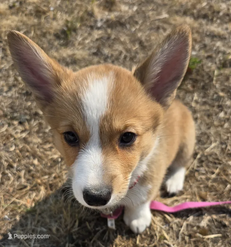 Brownie – Cardigan Welsh Corgi, Pembroke Welsh Corgi puppy for sale in Otis Orchards, WA