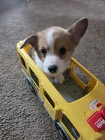 Taco, a female Cardigan Welsh Corgi and Pembroke Welsh Corgi for sale in Otis Orchards, WA – 4 of 4