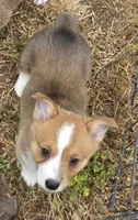 Brownie, a female Cardigan Welsh Corgi and Pembroke Welsh Corgi for sale in Otis Orchards, WA – 2 of 2