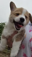 Taco, a female Cardigan Welsh Corgi and Pembroke Welsh Corgi for sale in Otis Orchards, WA – 3 of 4