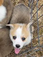 Candy cane, a female Cardigan Welsh Corgi and Pembroke Welsh Corgi for sale in Otis Orchards, WA – 2 of 4