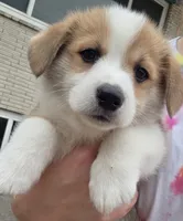 Chocolate , a male Cardigan Welsh Corgi and Pembroke Welsh Corgi for sale in Otis Orchards, WA – 2 of 2