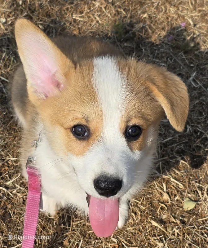 Chocolate  – Cardigan Welsh Corgi, Pembroke Welsh Corgi puppy for sale in Otis Orchards, WA