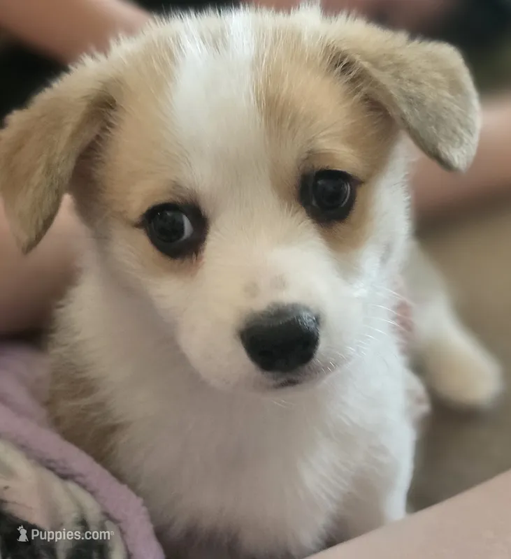 Candy cane – Cardigan Welsh Corgi, Pembroke Welsh Corgi puppy for sale in Otis Orchards, WA