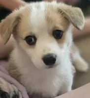 Candy cane, a female Cardigan Welsh Corgi and Pembroke Welsh Corgi for sale in Otis Orchards, WA – 1 of 4