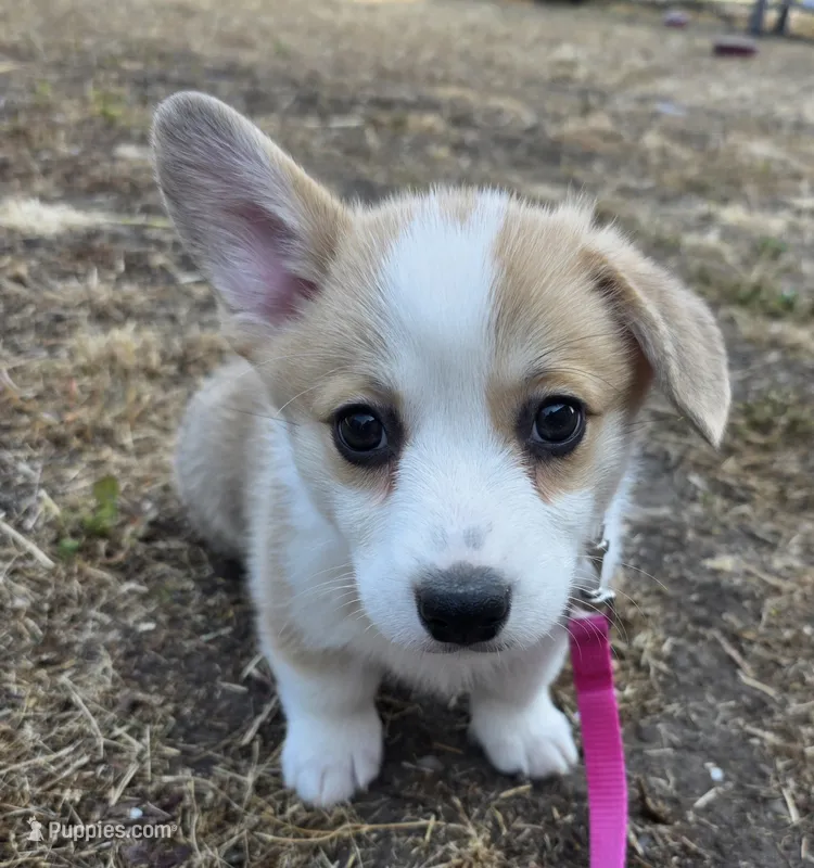 Candy cane – Cardigan Welsh Corgi, Pembroke Welsh Corgi puppy for sale in Otis Orchards, WA