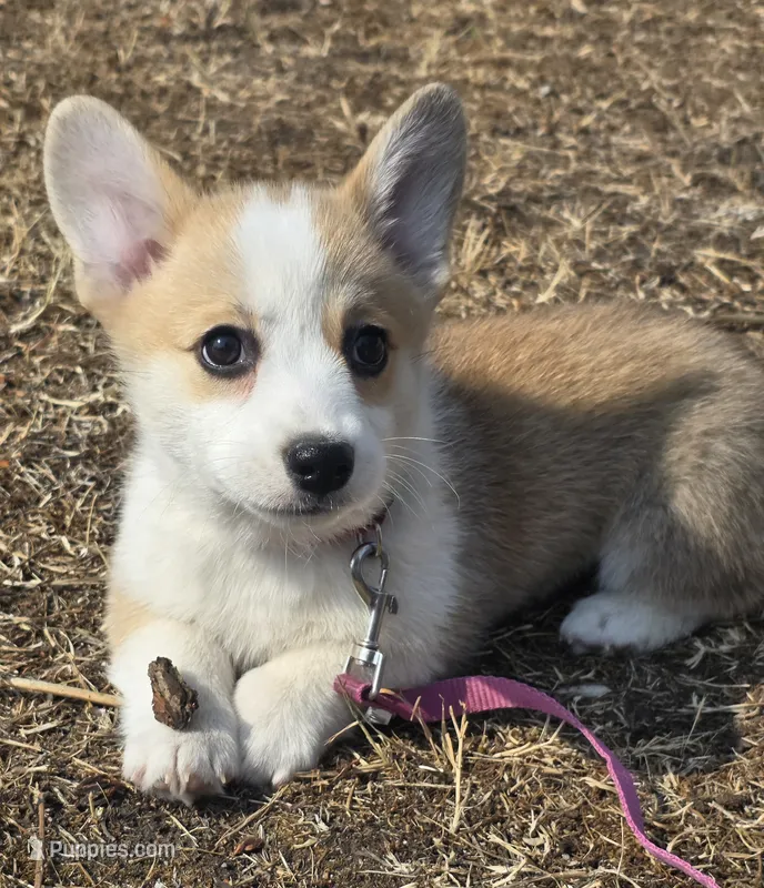 Candy cane – Cardigan Welsh Corgi, Pembroke Welsh Corgi puppy for sale in Otis Orchards, WA