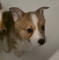 Brownie, a female Cardigan Welsh Corgi and Pembroke Welsh Corgi for sale in Otis Orchards, WA – 1 of 2