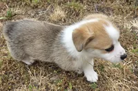Candy cane, a female Cardigan Welsh Corgi and Pembroke Welsh Corgi for sale in Otis Orchards, WA – 4 of 4