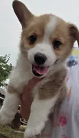 Taco, a female Cardigan Welsh Corgi and Pembroke Welsh Corgi for sale in Otis Orchards, WA – 2 of 4