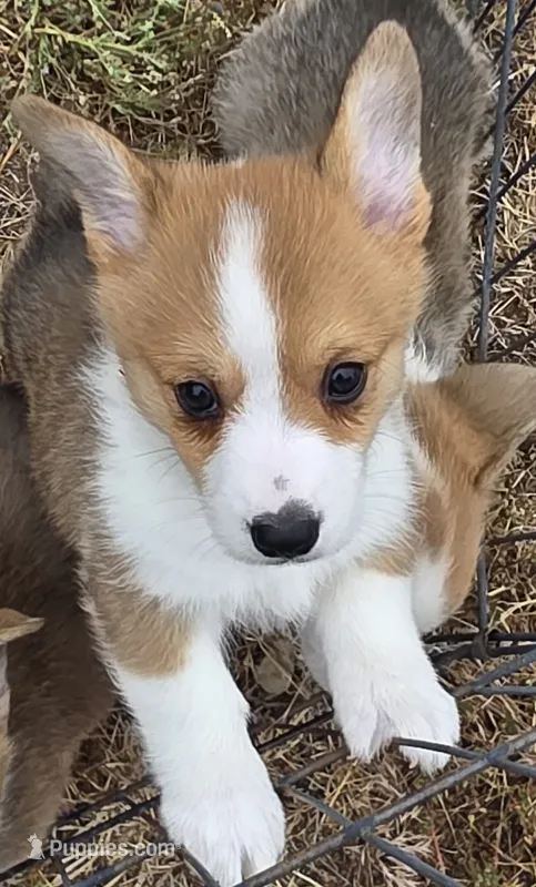 Taco – Cardigan Welsh Corgi, Pembroke Welsh Corgi puppy for sale in Otis Orchards, WA