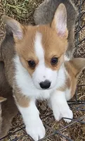 Taco, a female Cardigan Welsh Corgi and Pembroke Welsh Corgi for sale in Otis Orchards, WA – 1 of 4