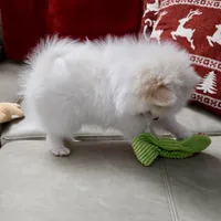 Elliot pending, a male Pomeranian for sale in Lake City, FL – Photo 8 of 10