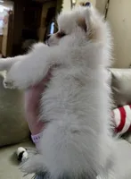 Elliot pending, a male Pomeranian for sale in Lake City, FL – Photo 5 of 10