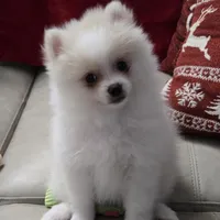 Elliot pending, a male Pomeranian for sale in Lake City, FL – Photo 4 of 10