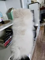 Elliot pending, a male Pomeranian for sale in Lake City, FL – Photo 2 of 10