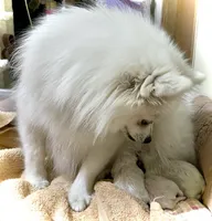 Elliot pending, a male Pomeranian for sale in Lake City, FL – Photo 9 of 10