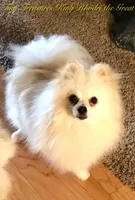 Sold, a male Pomeranian for sale in Lake City, FL – Photo 9 of 10