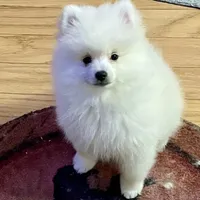 Sold, a male Pomeranian for sale in Lake City, FL – Photo 5 of 10