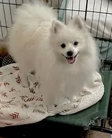 Sold, a male Pomeranian for sale in Lake City, FL – Photo 4 of 10