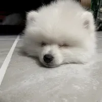 Sold, a male Pomeranian for sale in Lake City, FL – Photo 7 of 10