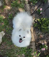 Sold, a male Pomeranian for sale in Lake City, FL – Photo 2 of 10