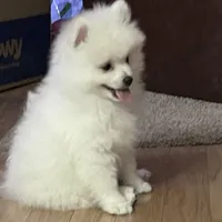 Sold, a male Pomeranian for sale in Lake City, FL – Photo 8 of 10