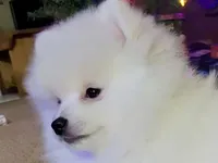 Sold, a male Pomeranian for sale in Lake City, FL – Photo 6 of 10