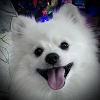 Sold, a male Pomeranian for sale in Lake City, FL – Photo 1 of 10