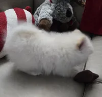 Astrea sold, a female Pomeranian for sale in Lake City, FL – Photo 4 of 9