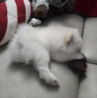 Astrea sold, a female Pomeranian for sale in Lake City, FL – Photo 8 of 9