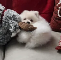 Astrea sold, a female Pomeranian for sale in Lake City, FL – Photo 6 of 9