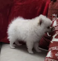 Astrea sold, a female Pomeranian for sale in Lake City, FL – Photo 3 of 9