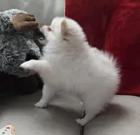 Astrea sold, a female Pomeranian for sale in Lake City, FL – Photo 5 of 9