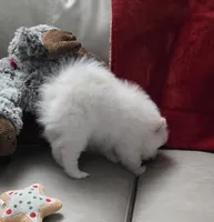 Astrea sold, a female Pomeranian for sale in Lake City, FL – Photo 7 of 9