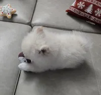 Astrea sold, a female Pomeranian for sale in Lake City, FL – Photo 2 of 9