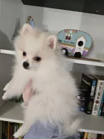 Jace pending , a male Pomeranian for sale in Lake City, FL – Photo 6 of 10