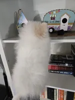 Jace pending , a male Pomeranian for sale in Lake City, FL – Photo 7 of 10