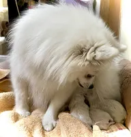 Jace pending , a male Pomeranian for sale in Lake City, FL – Photo 10 of 10