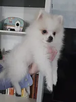 Jace pending , a male Pomeranian for sale in Lake City, FL – Photo 3 of 10